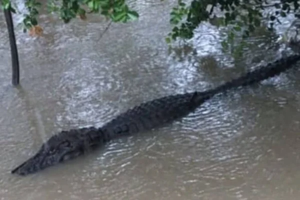 Vídeos: jacarés são flagrados nadando em ruas alagadas por chuva no RJ