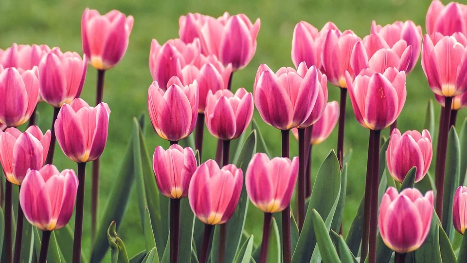 <b>Tulipa (Tulipa):</b> Esta encantadora flor possui uma grande variedade de espécies e cores e é muito usada para decorar jardins e ornamentação de ambientes. Porém, é prejudicial para os pets se ingerida em grandes quantidades. Pode causar alergia na pele, vômito, desânimo, diarreia e salivação excessiva <b>Tulipa (Tulipa):</b> Esta encantadora flor possui uma grande variedade de espécies e cores e é muito usada para decorar jardins e ornamentação de ambientes. Porém, é prejudicial para os pets se ingerida em grandes quantidades. Pode causar alergia na pele, vômito, desânimo, diarreia e salivação excessiva