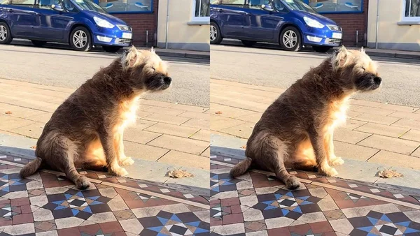 cachorro esperando dona falecida na calçada