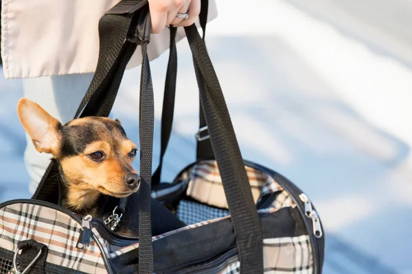 Transporte de cachorro