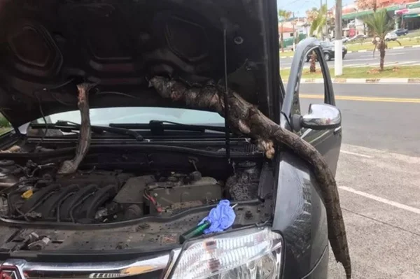Homem dirige 650 km com jiboia no capô do carro. Veja o vídeo