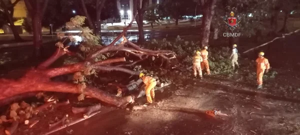 Árvore caída no meio da pista