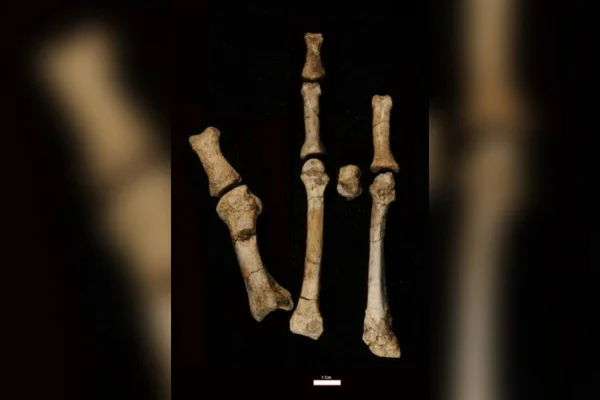 Imagem colorida mostra do fóssil pé de burtele - Metrópoles