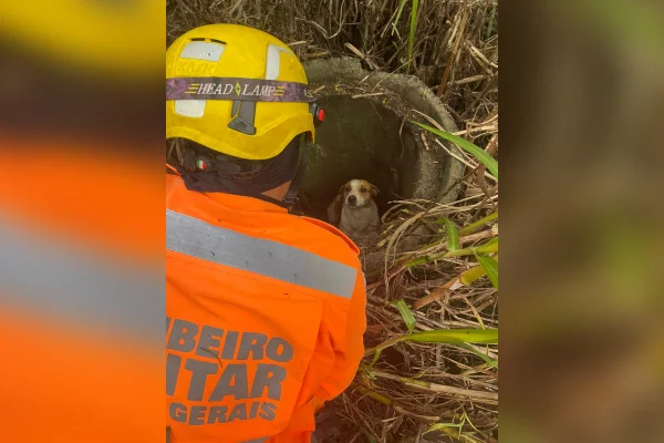Cachorro dentro de uma manilha, em Araxá MG