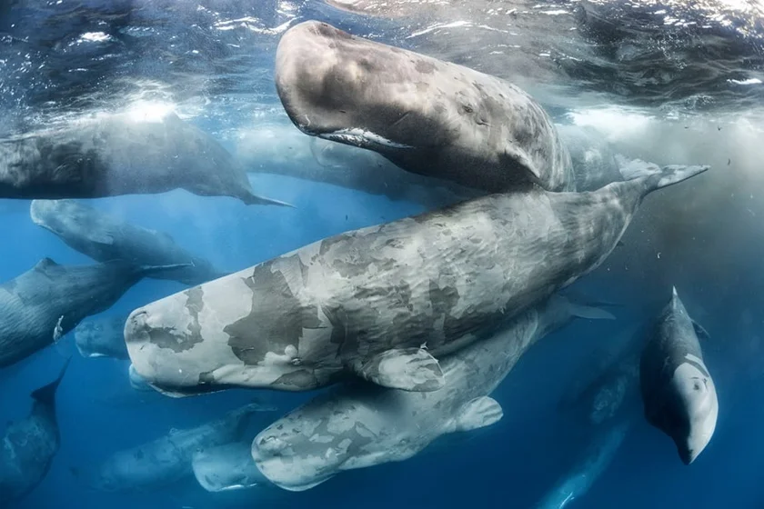 Behaviour: Mammals category - Giant Gathering by Tony Wu Behaviour: Mammals category - Giant Gathering by Tony Wu