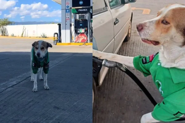 Foto colorida de um cachorro no posto de gasolina - Metrópoles
