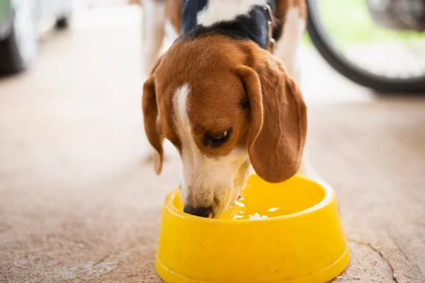 Cachorro bebendo água
