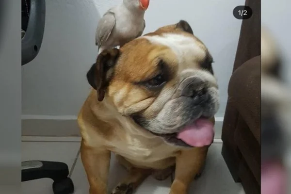 Homem é preso suspeito de matar cão a facadas em Goiás