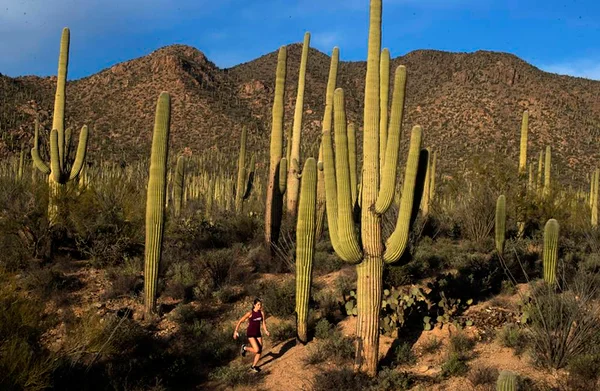 Imagens de Cactos dos Estados Unidos - Metrópoles