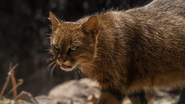 Gato-palheiro
