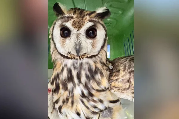 Coruja-orelhuda é resgatada de linha de pipa e devolvida à natureza - destaque galeria Coruja-orelhuda é resgatada de linha de pipa e devolvida à natureza - destaque galeria