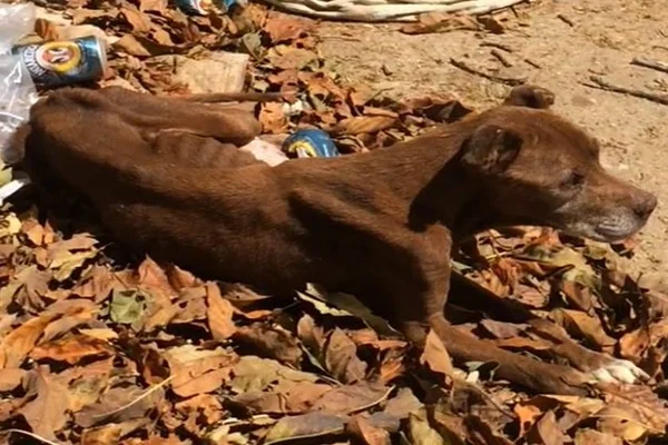 Cadela com tumor no abdômen era maltratada por dono no DF. Veja vídeo