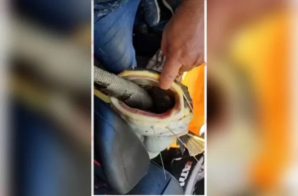imagem colorida pescadores salvam peixe entalado iguana rio araguaia