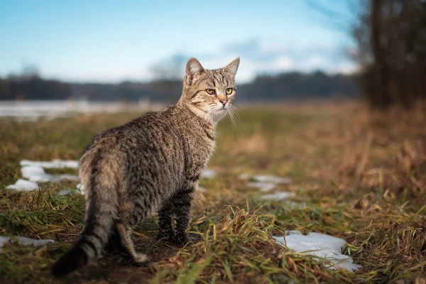 gato em campo