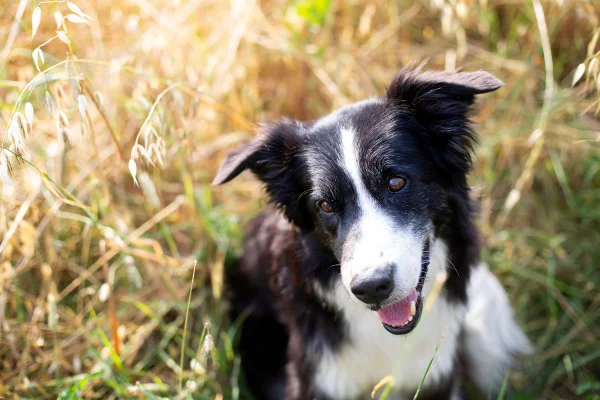 Foto colorida de cão da raça border collie - Metrópoles