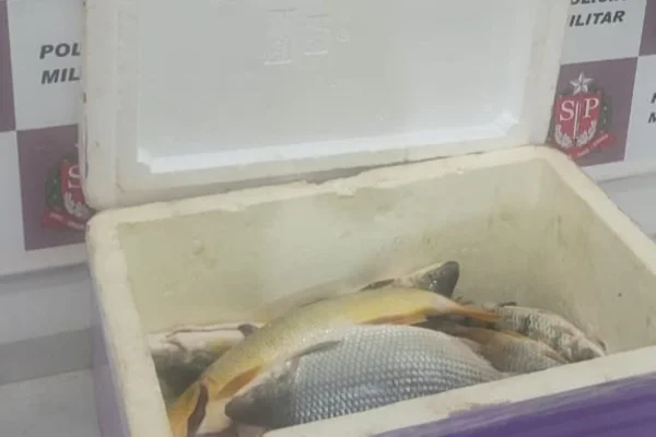 Peixes pescados durante a piracema foram apreendidos em Presidente Epitácio; pescados foram doados ao Recanto do Vovô - Metrópoles