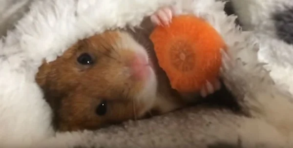 Homem não aceita traição e dá descarga em hamster dado pela ex