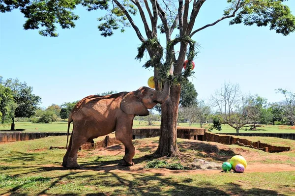 Elefante Chocolate, no Jardim Zoológico de Brasília