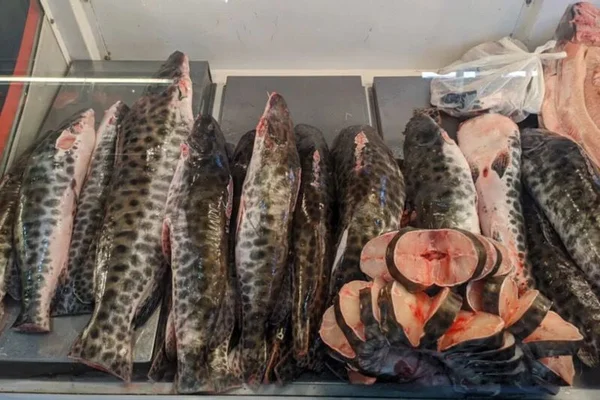 peixes mercurio amazonia - Metrópoles