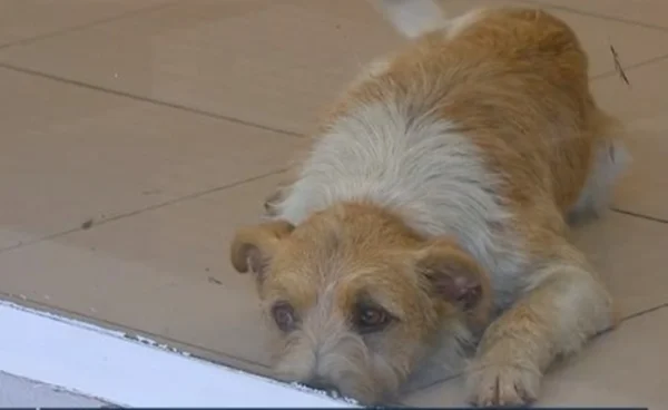 Funcionário resgata cães presos em agência bancária