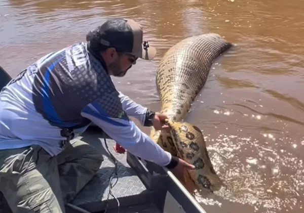 Pescador (a esquerda) encontra sucuri morta boiando no Rio Dourados em MS - Metrópoles