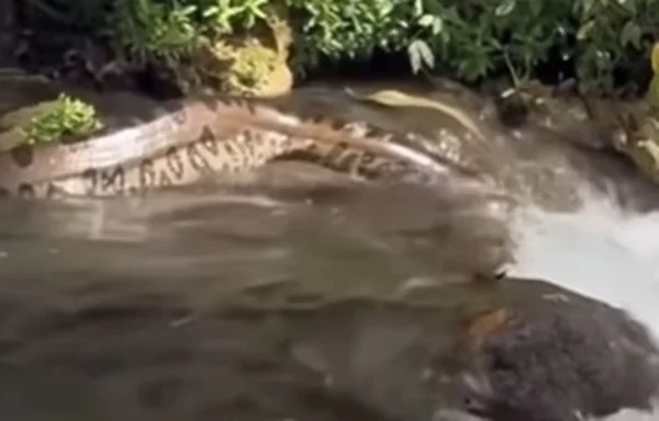 Captura de tela de vídeo de cobra no Mato Grosso do Sul - Metrópoles