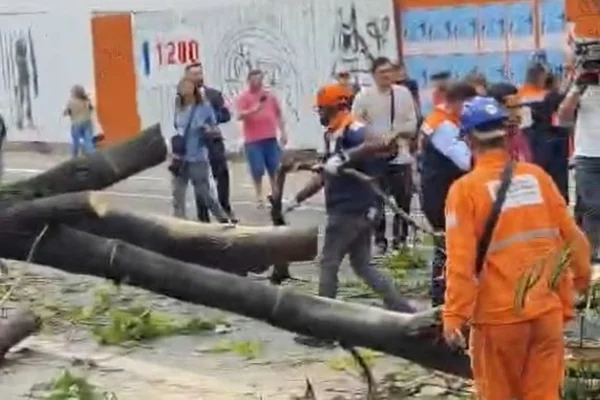 Imagem mostra árvore na região da Consolação, em São Paulo - Metrópoles