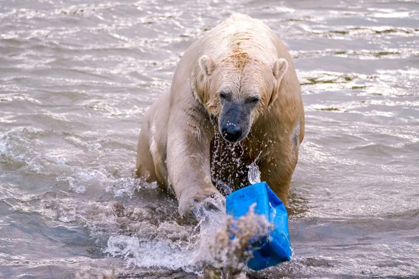 Imagem colorida de urso polar - Metrópoles