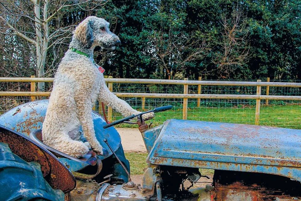 Nada como um belo dia de trabalho na fazenda Nada como um belo dia de trabalho na fazenda