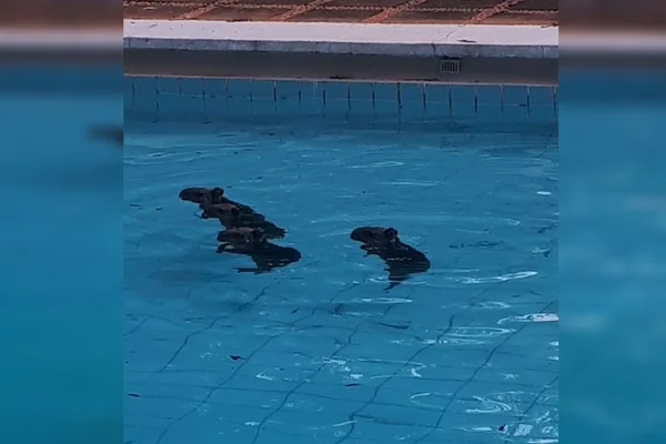Filhotes de capivara são resgatados de piscina no DF. Vídeos