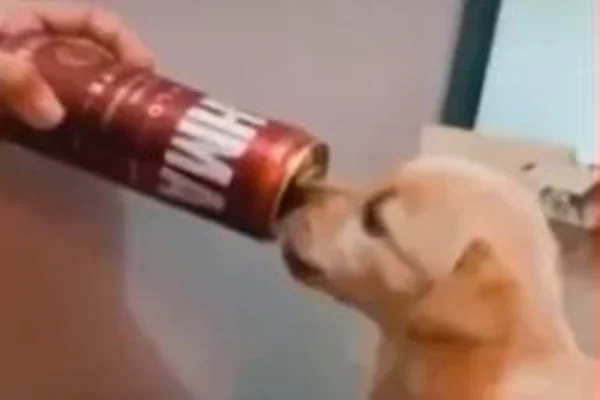 Polícia procura casal no Paraná que embebedou filhote de cachorro e filmou