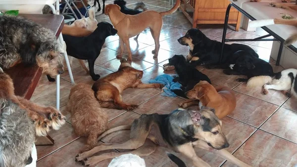 Protetora de animais teme perder 100 bichos após ser denunciada