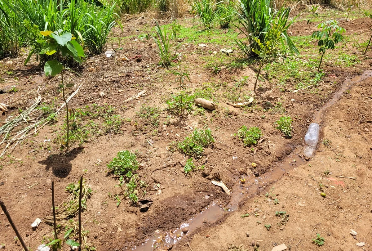 Córrego com água contaminada passa pela área de plantio da tribo Córrego com água contaminada passa pela área de plantio da tribo