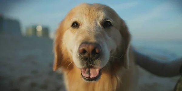 Após ter cão salvo, americano paga por comercial no Super Bowl