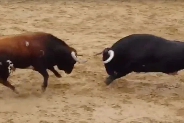 Touros morrem após se chocarem em tourada, na Espanha