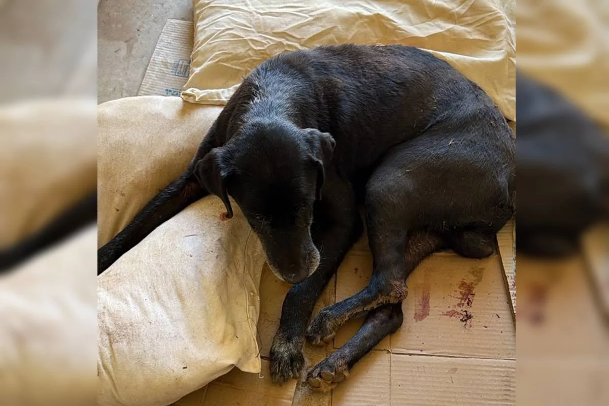 O animal está com a pata gravemente ferida O animal está com a pata gravemente ferida