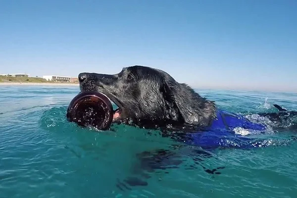 Conheça Lila, a labradora que ajuda a retirar plásticos do oceano