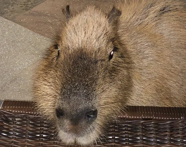 Capivara