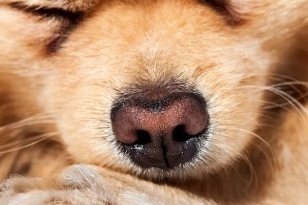Cachorro, bigode