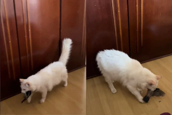 Foto colorida de um gato - Metrópoles