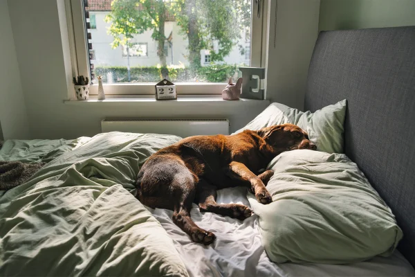 O pet tem mania de dormir no seu travesseiro? Afeto explica comportamento