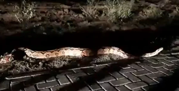 cobra da espécie Jiboia sendo solta na mata