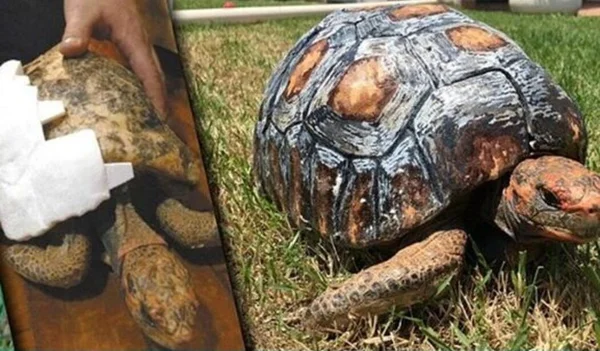 Jabuti que teve casco queimado em incêndio no DF ganha prótese 3D e entra para o livro dos recordes