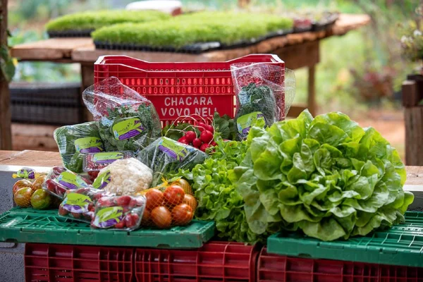 Empreendendo no Novo Normal. Produção de orgânicos na chácara Vovó Neli, Lago Oeste, com venda de hortifruti para o consumidor final