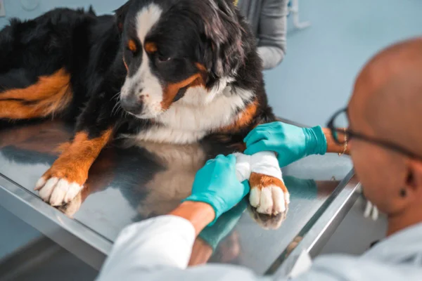 Imagem colorida de cachorro são bernardo sendo analisada por médico veterinário
