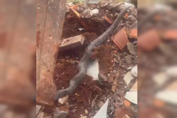 Cobra gigante é encontrada durante operação de limpeza