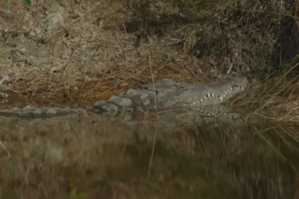 Imagem colorida mostra crocodilo nadando em usina nos Estados Unidos - Metrópoles