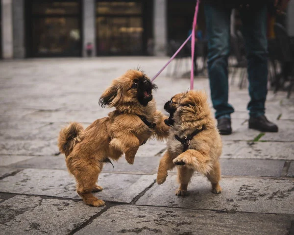 Cães menores são mais agressivos aponta estudo