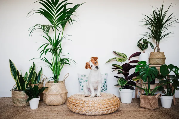 5 espécies ideais para quem é “pai de pet” e de planta ao mesmo tempo