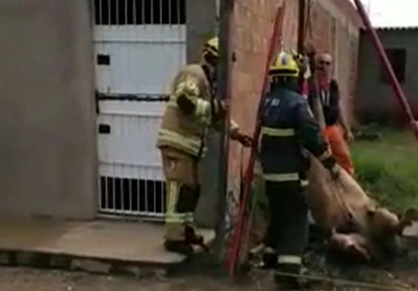 Bombeiros resgatam cavalo preso em fossa no Recanto das Emas